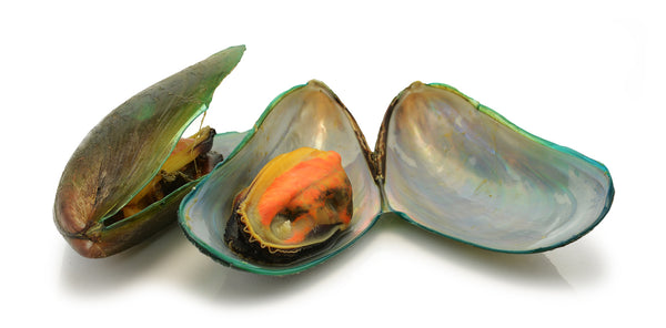 Green-Lipped Mussel (Perna canaliculus)