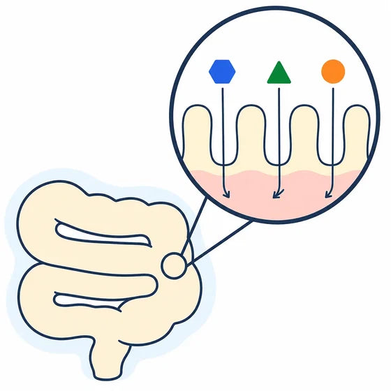 The same Tinkerroot pass through a clean gut wall
