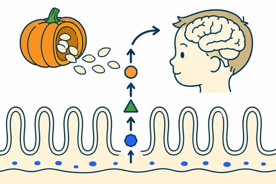 Step three: nutrients reach the brain