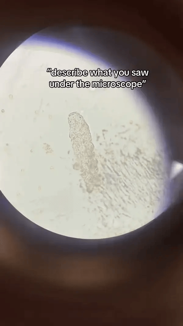 Microscope in action 1